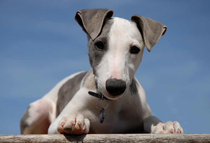 Dog looking out