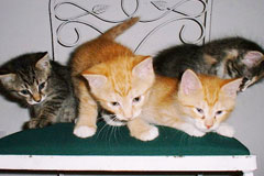 Oakton-Vienna Veterinary Hospital - More Information - kittens on a chair