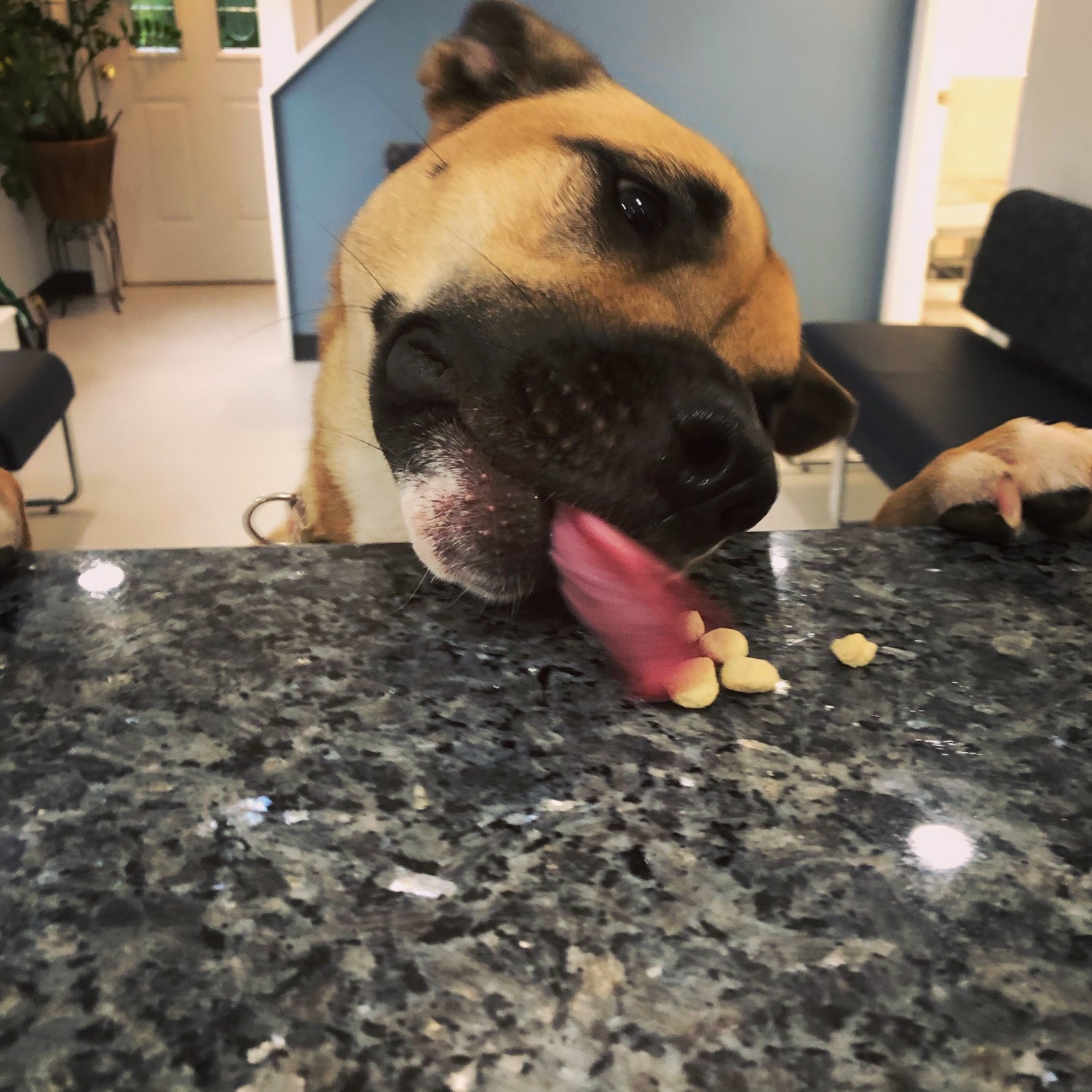 Dog eating treats
