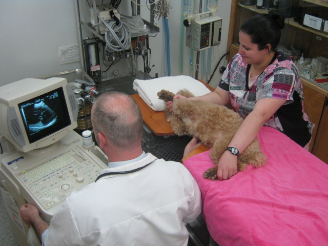 Dr. Christmus doing an echocardiogram