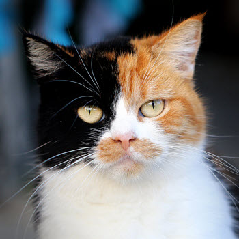 Calico Cat