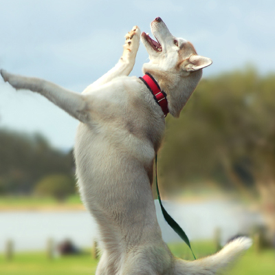 Dog playing