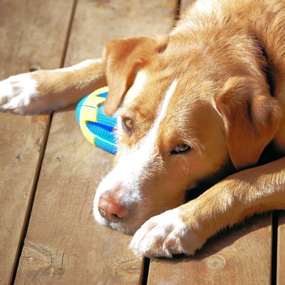 Dog with Ball