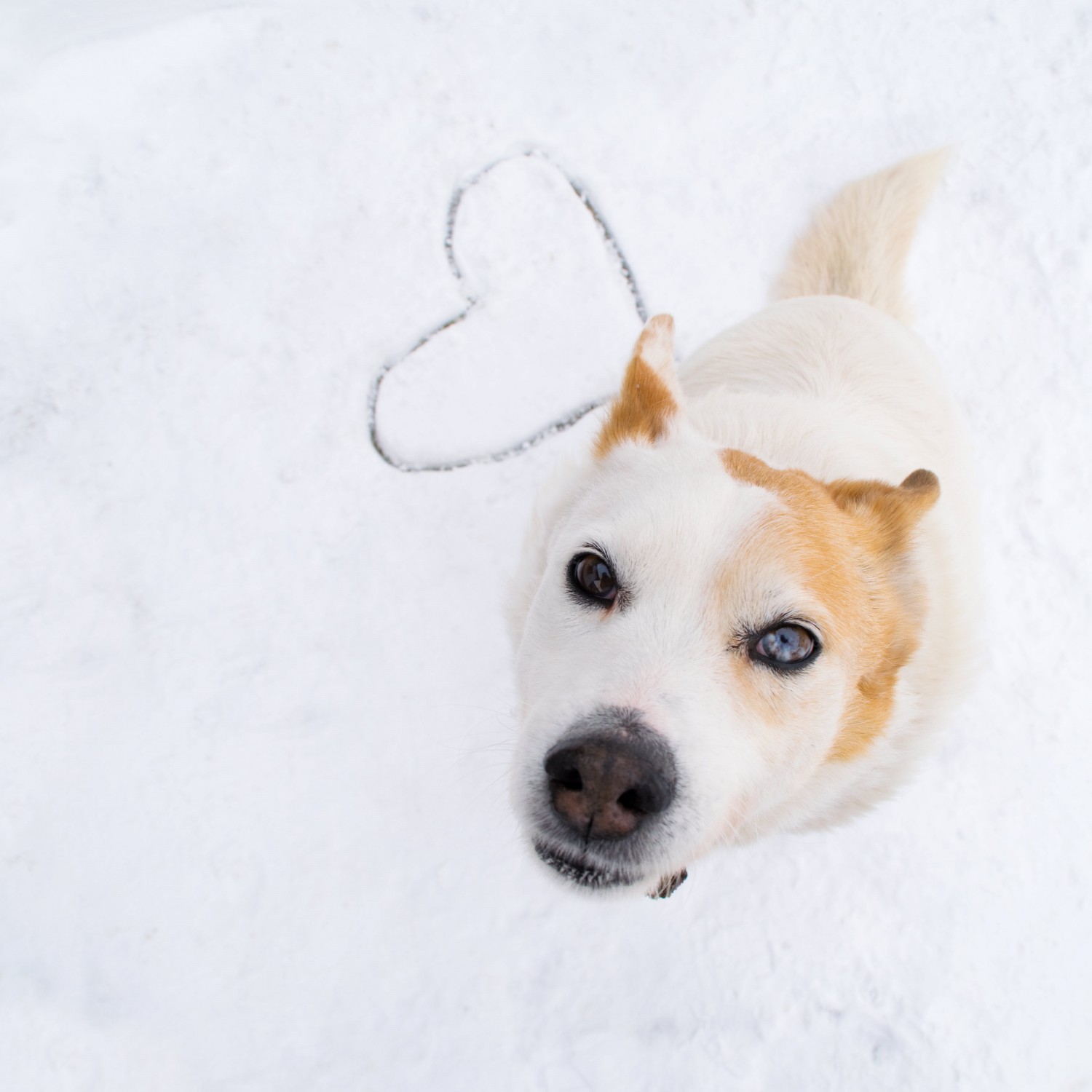 Winter Dog