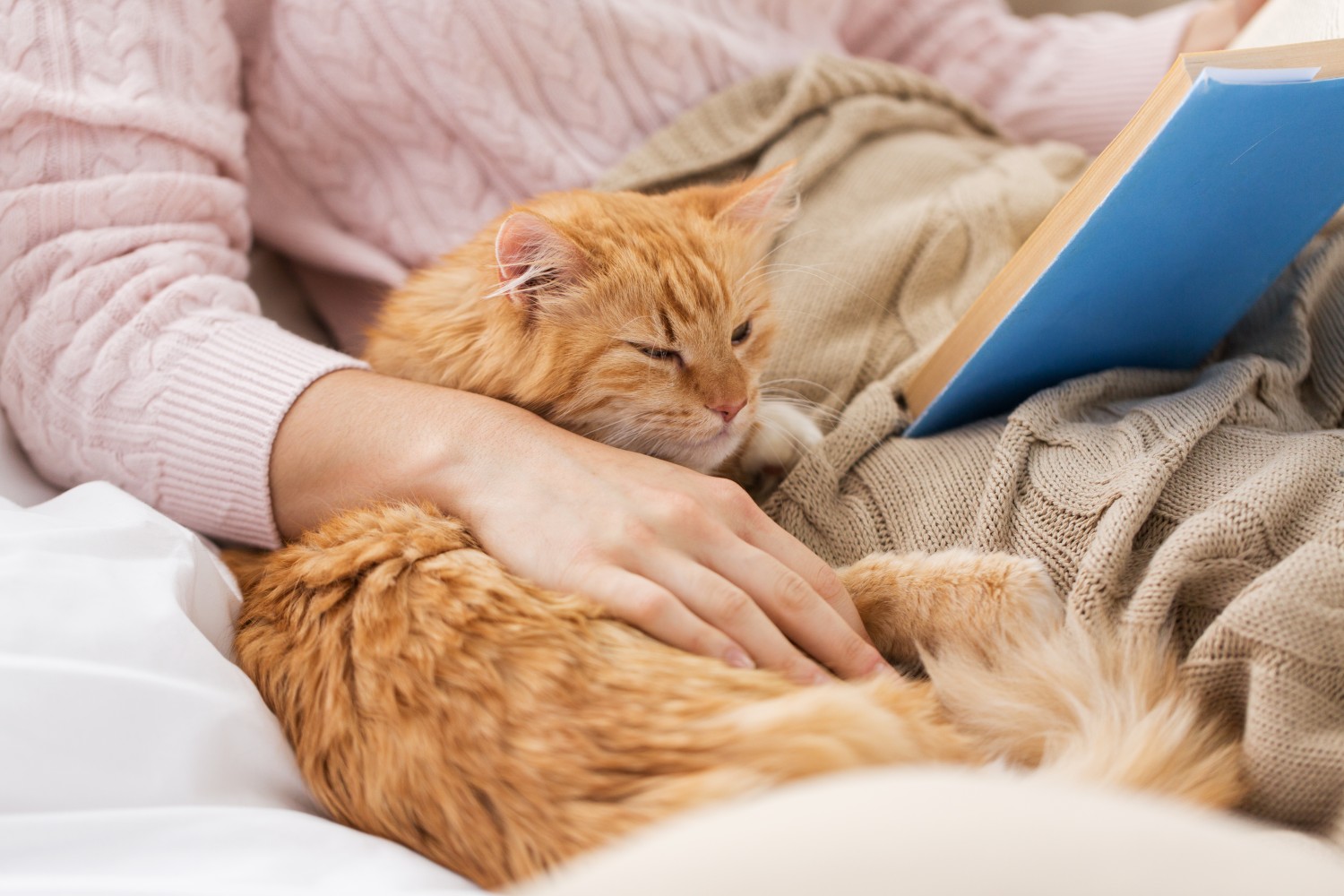 Cat and owner reading a book