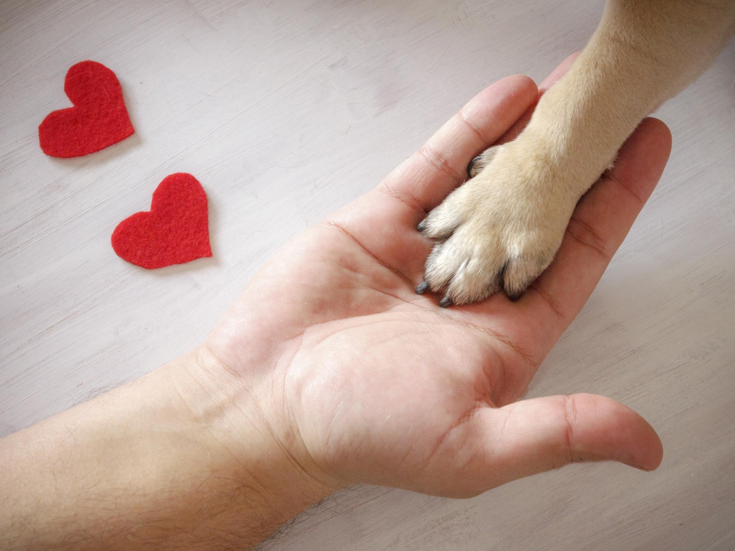 Hand and Heart