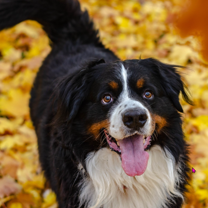 Dog and Leaves