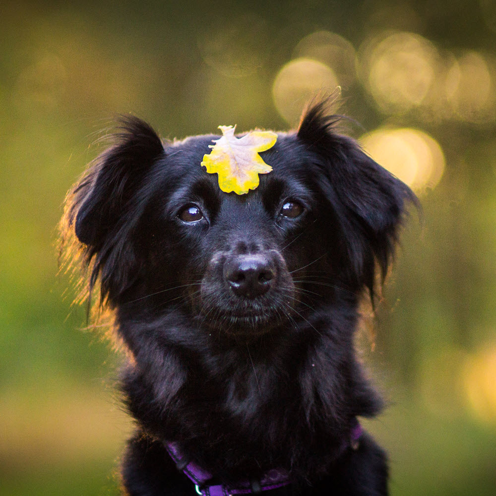 Dog with Leaf