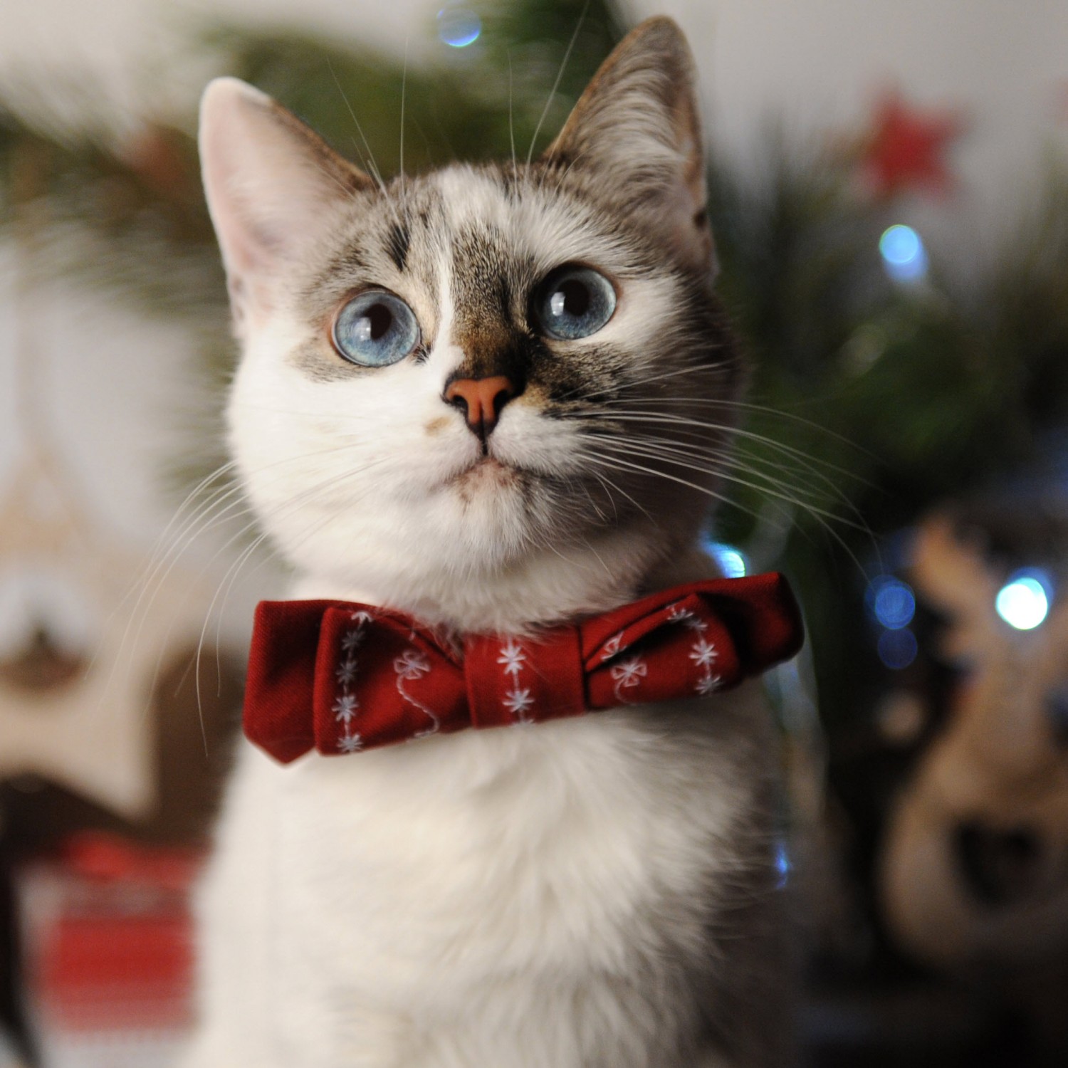 Cat with Tie